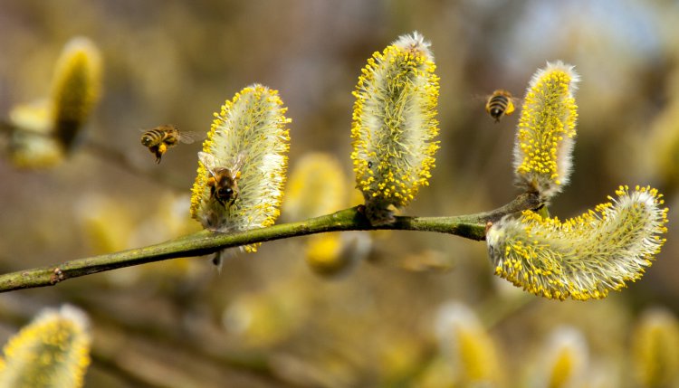 Witaminy w pyłku pszczelim